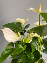 Anthurium White