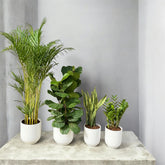 4 Plant Bundle with Premium Ceramic Pots — Indoor Styling Set