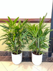Bundle Offer – 2 x Lady Palm (Rhapis Palm) | 100 CM with Ceramic Pots