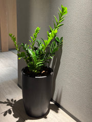 πΏ Indoor Zamia Holland β 90 cm (with Black Pot) πΏ