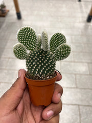 Opuntia Microdasys 'Bunny Cactus and Friends'