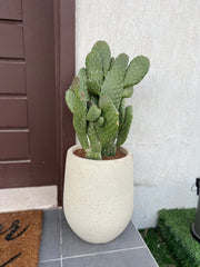 Bunny Cactus with Beige Fiber Clay Pot + Free Nursery pot Cactus