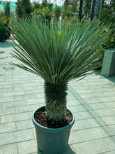 🌿 Yucca Rostrata – Premium Architectural Statement Plant 120 cm