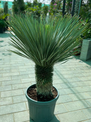 Yucca Rostrata – Premium Architectural