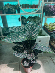 Calathea Ornata