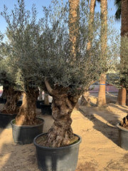Olive Tree – Gnarled Old Trunk | Height approx. 2.3 m (230cm)