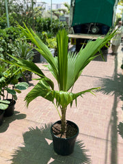 Pritchardia Fiji Fan Palm