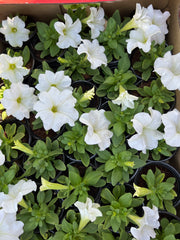 petunia flower Box of 30pcs Mix