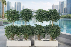 Radermachera– Double Head | 2 Pcs in White Rectangular Pot 150 to 160 cm