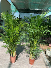 🌿 Areca Palm – 2 Pcs Combo size 150cm| Indoor Plants with Pot (Beginner Friendly)