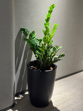🌿 Indoor Zamia Holland – 90 cm (with Black Pot) 🌿