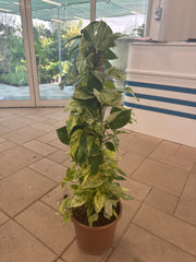 Marble Queen Pothos Moss Pole – 150 cm (Nursery Pot)