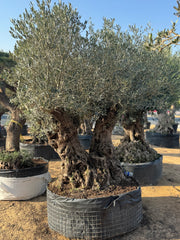 200-Year-Old Olive Tree – Ancient Trunk Masterpiece