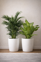 Kentia Palm & Dieffenbachia Bundle with White Ceramic Pots – Premium Indoor Plant Set