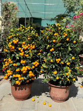 Two Kumquat Citrus Plant Bundle –