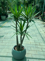 Yucca Plant – 3PP (140–150 CM) with Nursery Pot