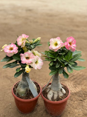 Desert Rose (Adenium) – 30 cm with Nursery Pot