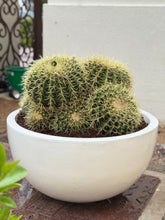 Multi-Head Cactus (Large) with Nursery Pot