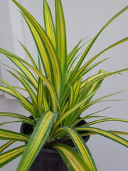 Pandanus Baptistii Variegata