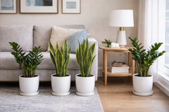 Indoor Air-Purifier Plant Bundle – 2 ZZ Plants + 2 Snake Plants | White Ceramic Pots