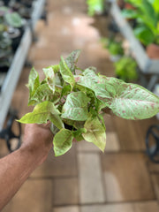 Syngonium Milk Confetti