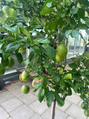 Citrus Lime Tree 200cm