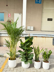 4 Plant Bundle with Premium Ceramic Pots β Indoor Styling Set