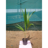 Coconut Palm (Cocos Nucifera)