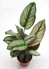 Calathea White Star