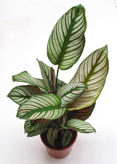 Calathea White Star