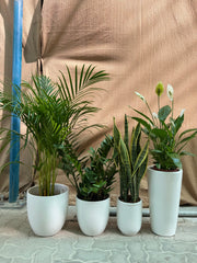 Premium 4 Indoor Plants Bundle – Stylish White Ceramic Pots