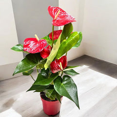 Anthurium red