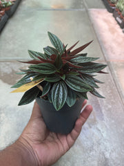 Peperomia Rosso