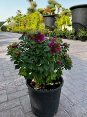 Bougainvillea (Pink Pixie)