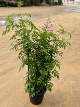 Pink Tecoma – 150 cm with Nursery Pot