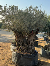 100-Year-Old Olive Tree – Ancient Double Trunk Statement