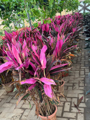 Cordyline Red / Ti Plant – Premium Color Foliage