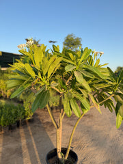 Plumeria Plant – 200CM (With Nursery Pot)