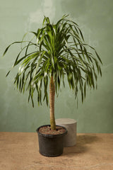 Dracaena draco (Dragon Tree / Drago)