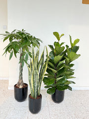 Luxury Indoor Trio – White Ceramic Pot Bundle 90 to 120 cm