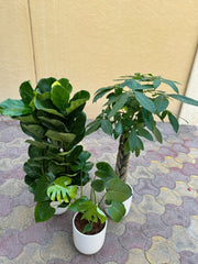 🌿 Premium Green Trio Bundle – With White Ceramic Pots 90 to 110 cm