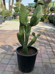 Bunny Cactus with Beige Fiber Clay Pot + Free Nursery pot Cactus