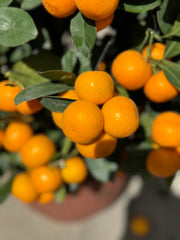 Two Kumquat Citrus Plant Bundle –