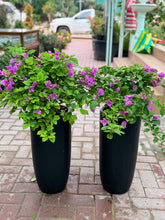 Bougainvillea Duo in Black Ceramic Pots – Bundle Offer