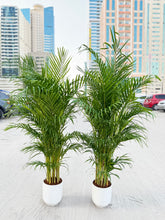 🌿 Areca Palm – 2 Pcs Combo size 150cm| Indoor Plants with Pot (Beginner Friendly)