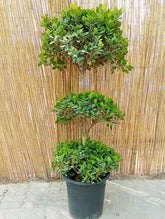 Ficus Panda 3 Head