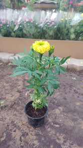 Marigold Flower Box – 30pcs Mixed Colours