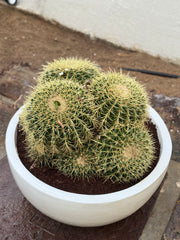 Multi-Head Cactus (Large) with Nursery Pot