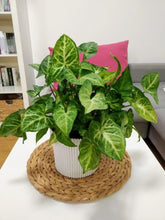 Syngonium Arrow