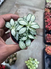 Fittonia (Nerve Plant)